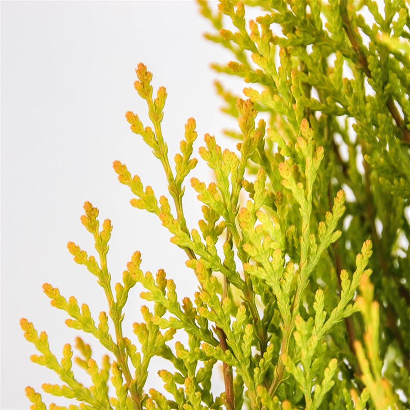 Platycladus or. 'Pyramidalis Aurea' - C3 40-50 CM